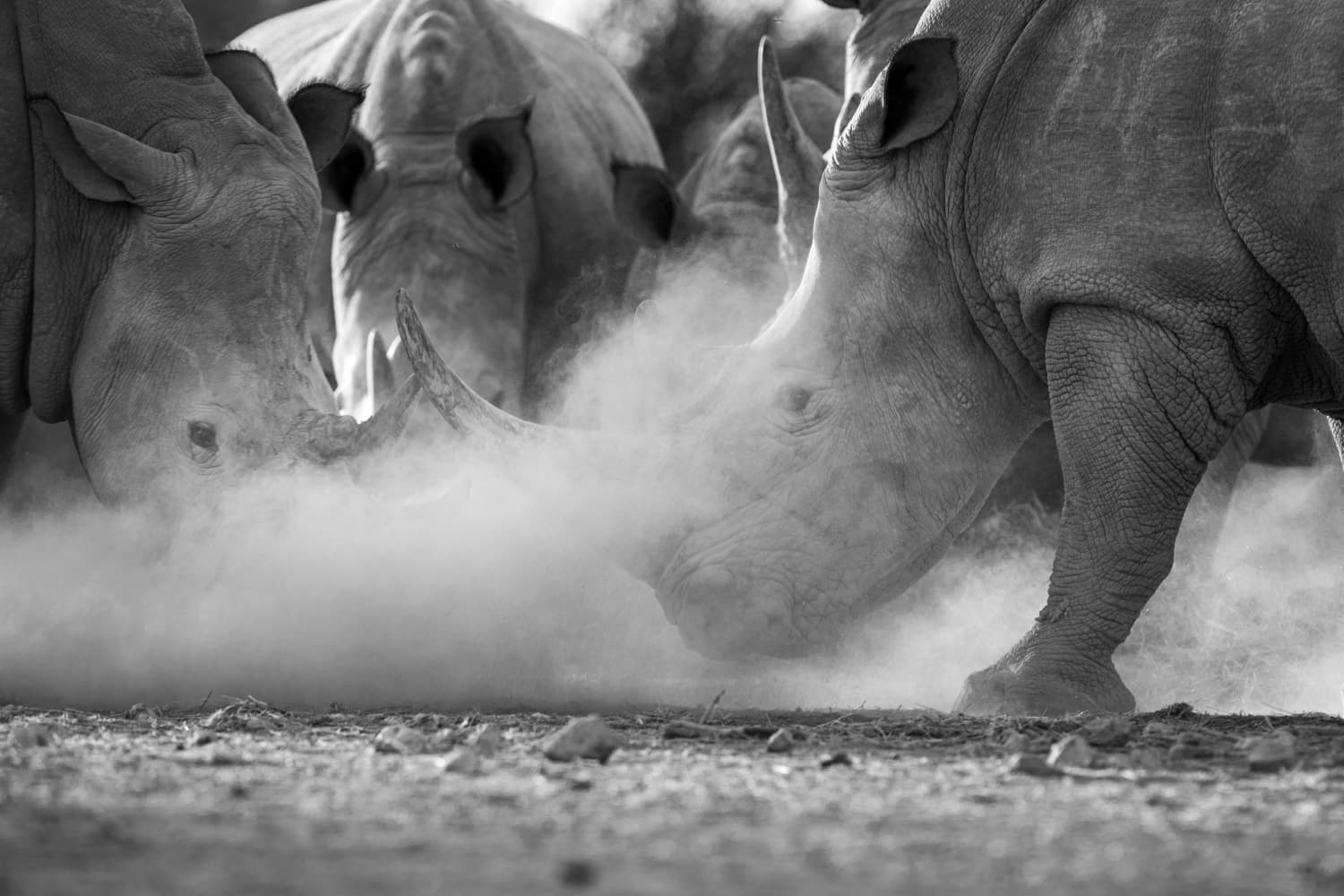 Infinity pool and savanna view at Etosha Oberland Lodge